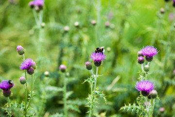 Bee collecting nectar from a flower in a field © trattieritratti