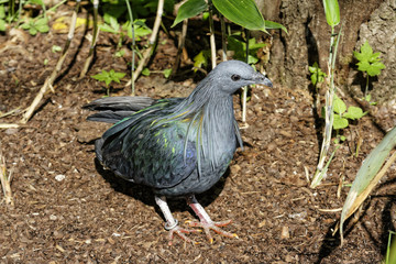 oiseaux