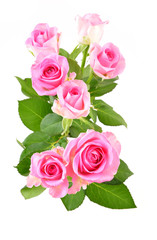 Pink roses