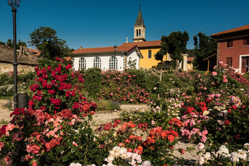 Fantastic Park of Roses in Trieste