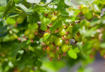 Gooseberry bush with unripe green berries growing in a garden in the open field. Growing fruits and berries at home.