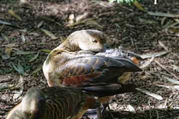 oiseaux