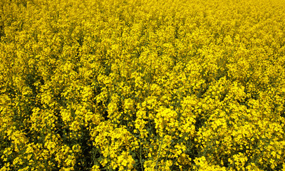 Beautiful flowering rapeseed field under the blue, cloudless sky on a clear spring day.