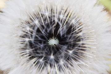 Dandelion seed pod