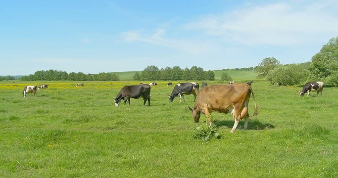 Cows grazing on a green meadow