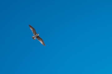 Uccello