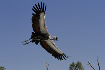 oiseaux