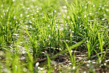 Grass is a multi-species plant in the Liliopsida family. Poaceae, also known as Gramineae, such as grass, grass, grassland, grassland.