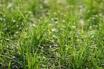 Grass is a multi-species plant in the Liliopsida family. Poaceae, also known as Gramineae, such as grass, grass, grassland, grassland.