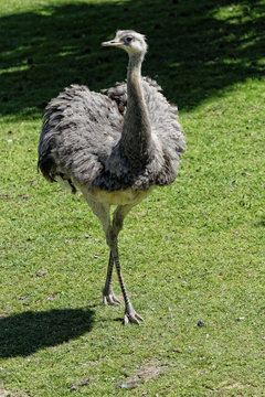 oiseaux