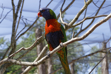 perroquet