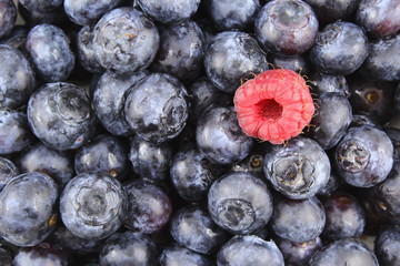 fresh blueberry fruits and a red raspberry closeup food background texture