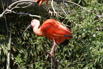 oiseaux