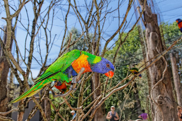 perroquet
