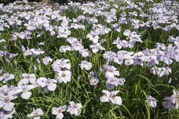 Fototapeta premium 菖蒲群生