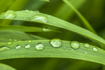 Nature background, dew droplets on a grass.