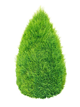 Green thuja shrub