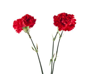 Naklejka premium Red carnation flowers