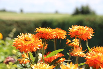 Strohblumen_Sommer, Trend, Hintergrund