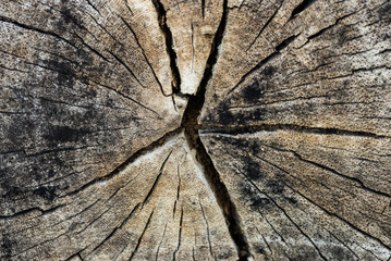 close-up shot of brown old tree cross section cut texture for background