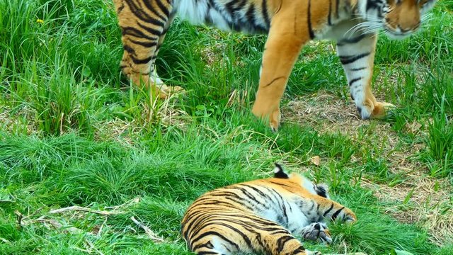 Big Indonesian tiger male is playing with his two cubs, then wild cat family walk away from the frame