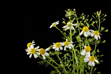 flower of camomile isolated on black background closeup