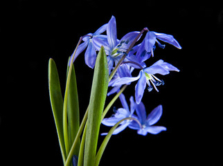 Scilla