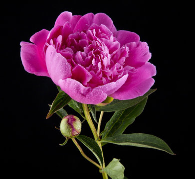 Fototapeta Peony flowers on a black background