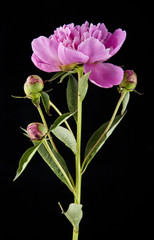 Peony flowers on a black background