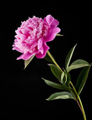 Peony flowers on a black background