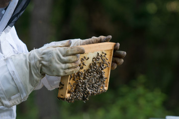 apiculture