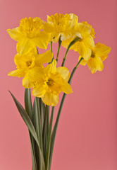 flowers daffodils