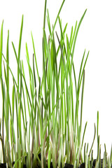 Fototapeta premium grass