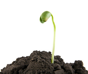 young seedlings in the soil soil