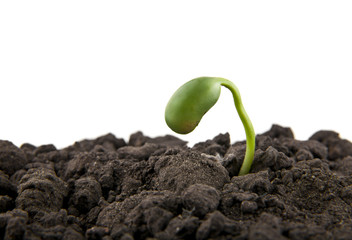 young seedlings in the soil soil