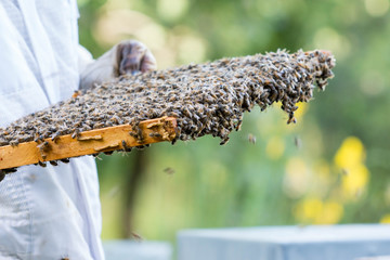 apiculture