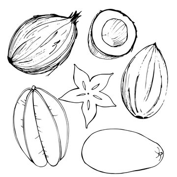 Hand-drawn fruits. Coconut, mango, carambola.  Vector illustration.