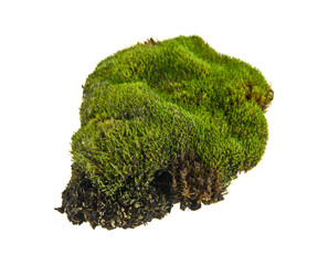 Green moss