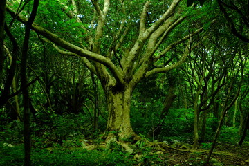 Fototapeta premium カジュマルの木