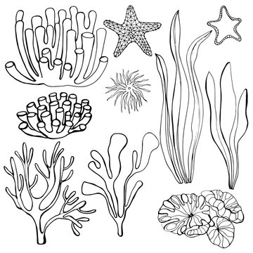 Hand-drawn  algae and corals.  Starfish. Vector illustration.