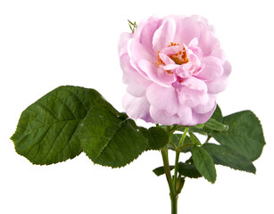 Rose isolated on white background closeup