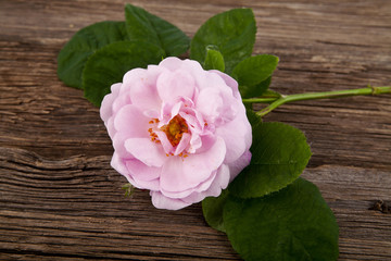Fototapeta na wymiar Rose on a wooden background