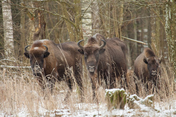 Żubry  © Marcin Zakrzewski
