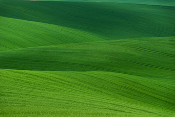 Wavy summer rural landscape in green color. Natural Green Background texture.
Green moravian...