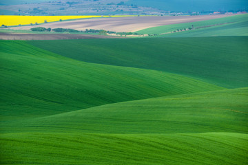 Moravian Green Rolling Landscape With Field Of Wheat, Rape And Small Village.Natural Seasonal Rural Landscape In Green Color. Green wheat field with stripes and wavy abstract landscape pattern.Czech  