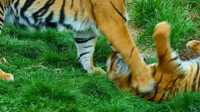 Beautiful Indonesian male tiger is playing gently with his cub on the grass