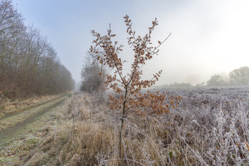 Oak Tree in Nature Reserve at Krefeld /Germany
