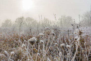 Flower has closed the blossom to be protected /Germany