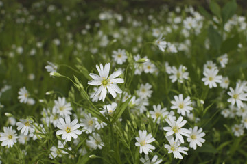 Wildflowers2