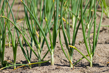 Green onions  in vegetable garden